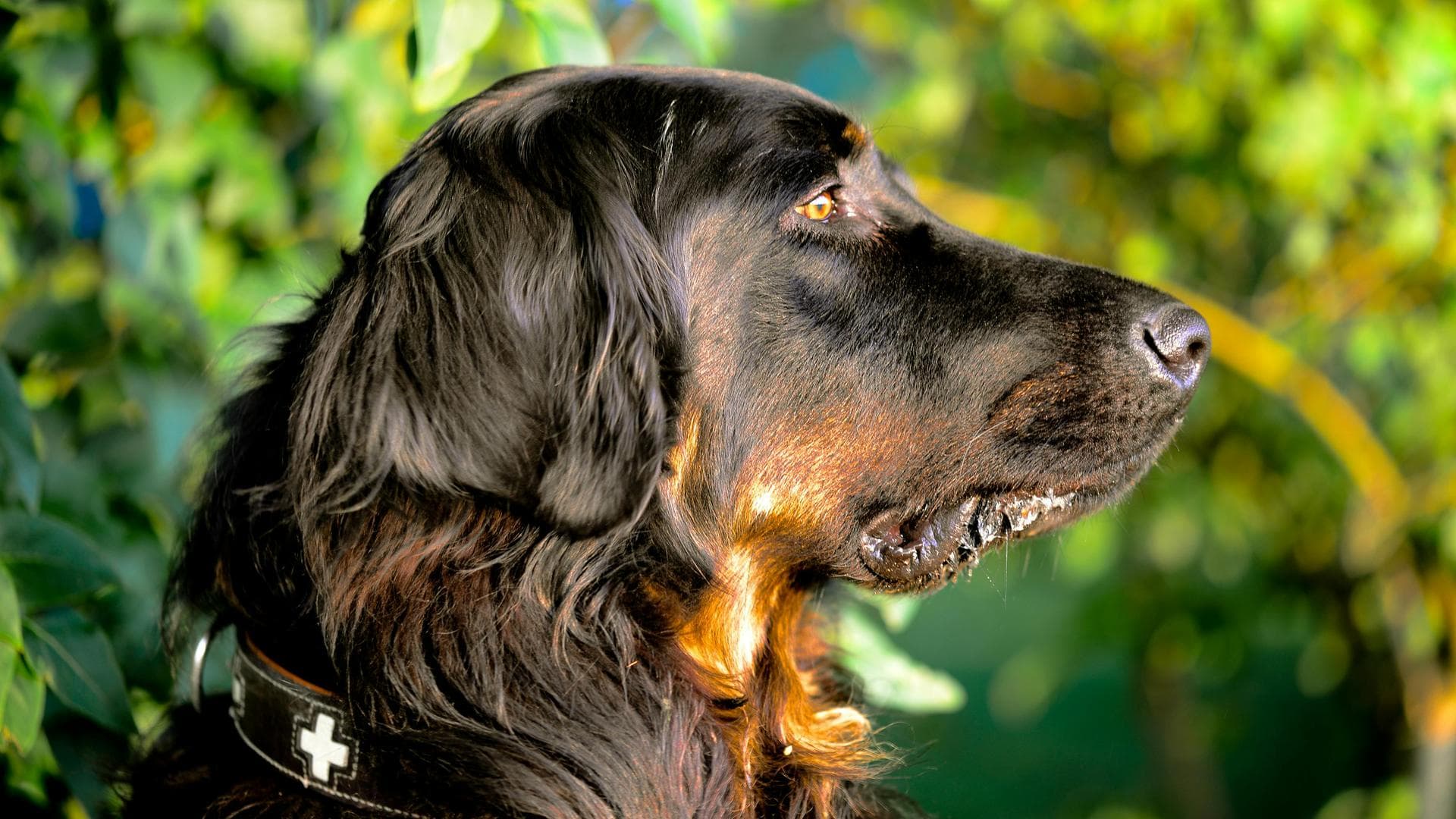 Dog Euthanasia Put Down Prices in Chelmsford