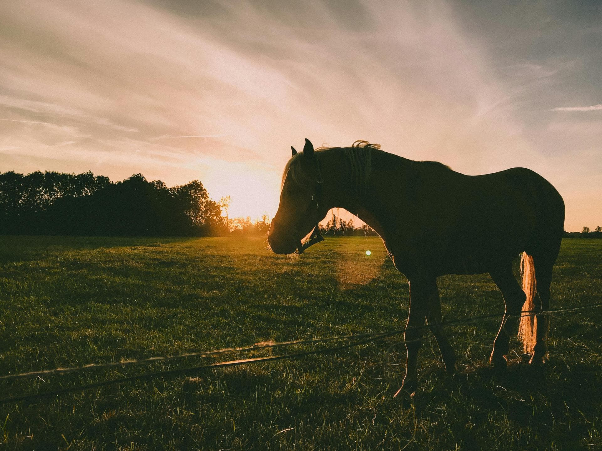 Vet Prices in Chelmsford