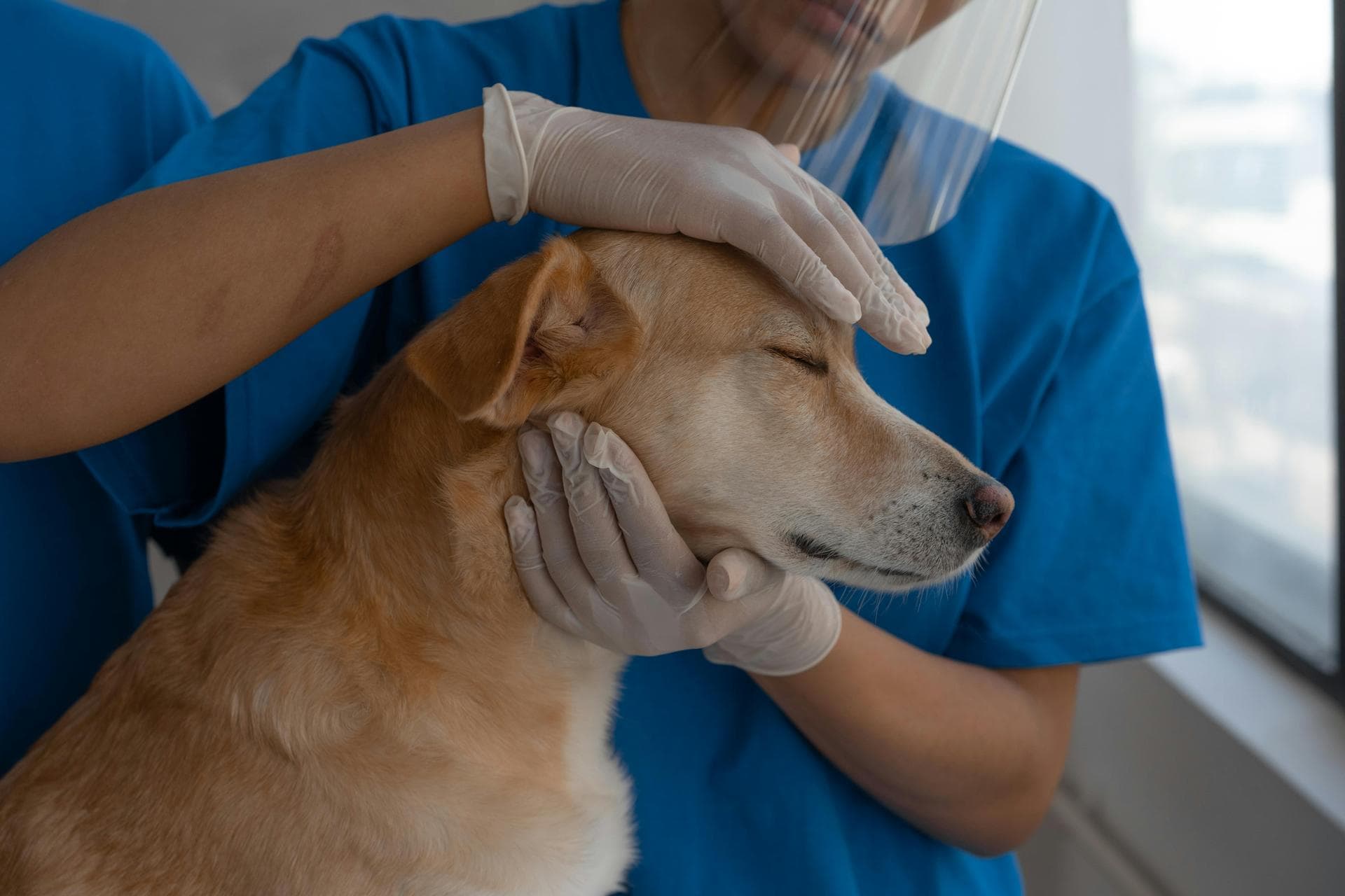 Annual Vaccination With Kennel Cough Prices in Chelmsford