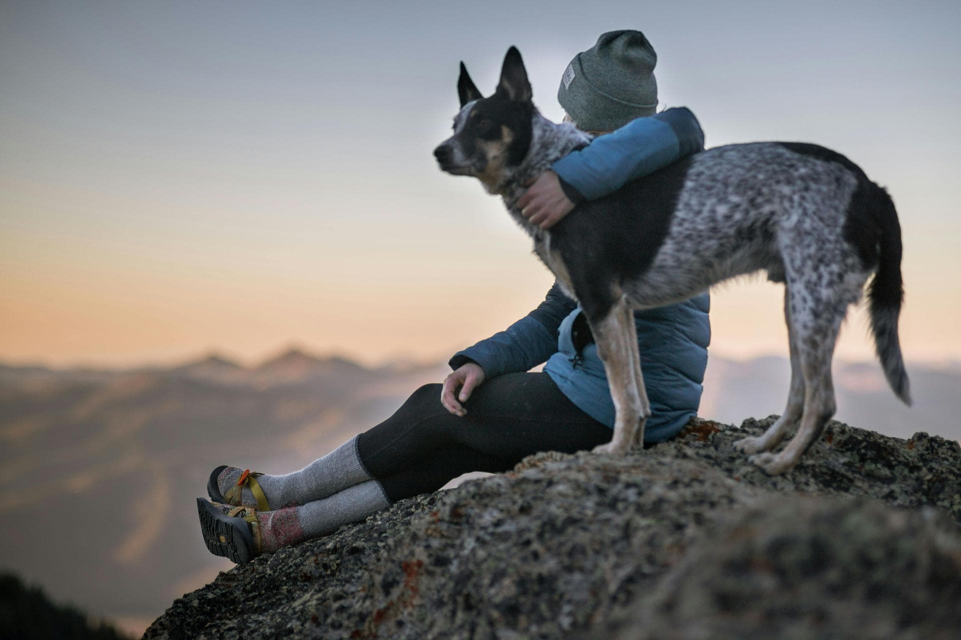 Follow-up Vet Appointment Prices in Chelmsford